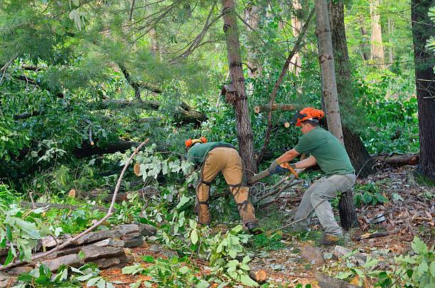 Dead Tree Removal in Cambria, IL